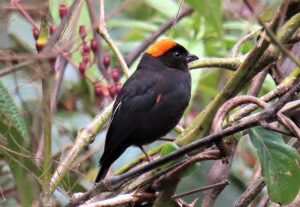 Gold-naped Finch Epum Sirum