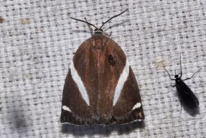 Mouling 26 May 2022 Yingku Chalcosiopsis variata Sanjay Sondhi 5