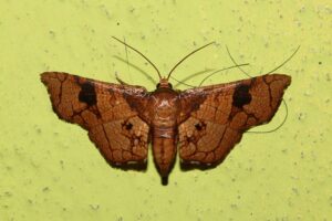 Mouling 28 Aug 2022 Gobuk Thyrididae Mellea atristrigulalis BT018 Sanjay Sondhi