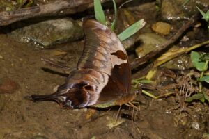 Mouling 30 Aug 2022 Gobuk Brown Gorgon Sanjay Sondhi 6