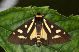 Pasighat 19 May 2022 Piyu Tierra Macrobrochis flavicincta Sanjay Sondhi no 2 2
