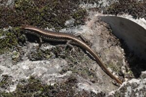 Siang 12 May 2024 Gobuk Skink Sanjay Sondhi