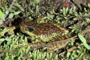 Siang 15 May 2024 Gobuk Amolops sp TBID Sanjay Sondhi