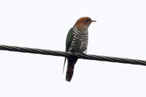 Siang 16 May 2025 Gobuk Emerald Cuckoo Sanjay Sondhi