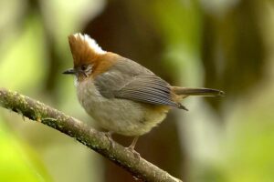 Siang 18 Jan 2023 Migging White-naped Yuhina Sanjay Sondhi 4