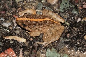 Siang 20 May 2025 Gobuk Amphibian Fejervarya sp TBID Sanjay Sondhi