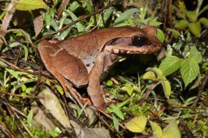Siang 20 May 2025 Gobuk Amphibian Megophryd sp TBID Sanjay Sondhi