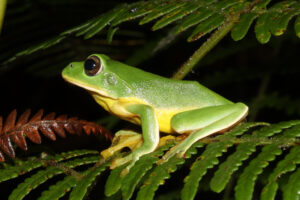 Siang 20 May 2025 Gobuk Amphibian TBID Sanjay Sondhi
