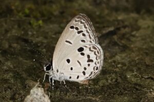Siang 23 Aug 2025 Likor road Bicolor Cupid Shijimia moorei Sanjay Sondhi