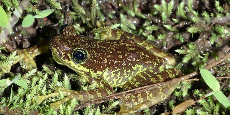 Siang 15 May 2024 Gobuk Amolops sp TBID Sanjay Sondhi
