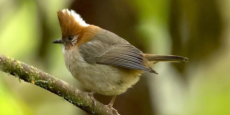 Siang 18 Jan 2023 Migging White-naped Yuhina Sanjay Sondhi 4