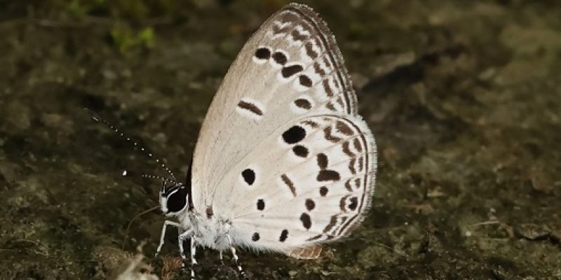 Siang 23 Aug 2025 Likor road Bicolor Cupid Shijimia moorei Sanjay Sondhi