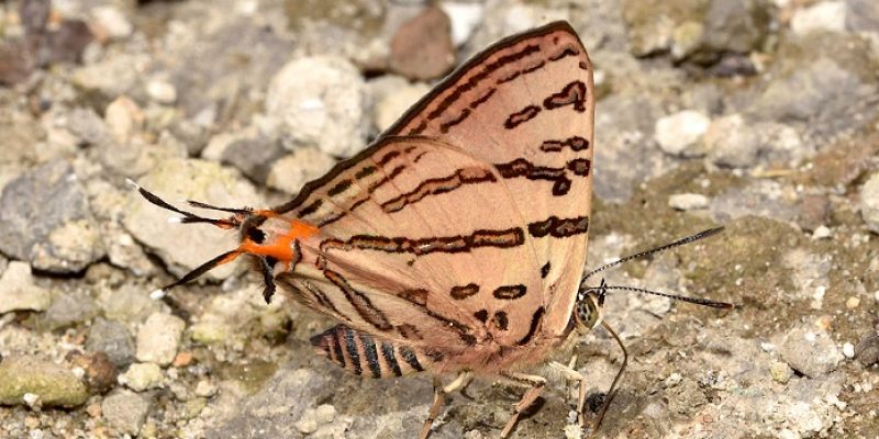Siang 29 May 2022 near Geku Khaki Silverline Spindasis rukmini Sanjay Sondhi