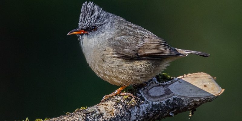 black-chinned yuhina Vaibhav Mahesh Gupta